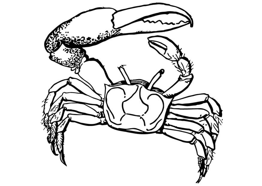 krab Kleurplaat krab