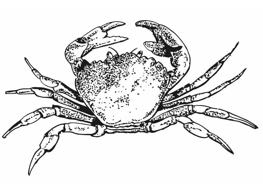 krab Kleurplaat krab