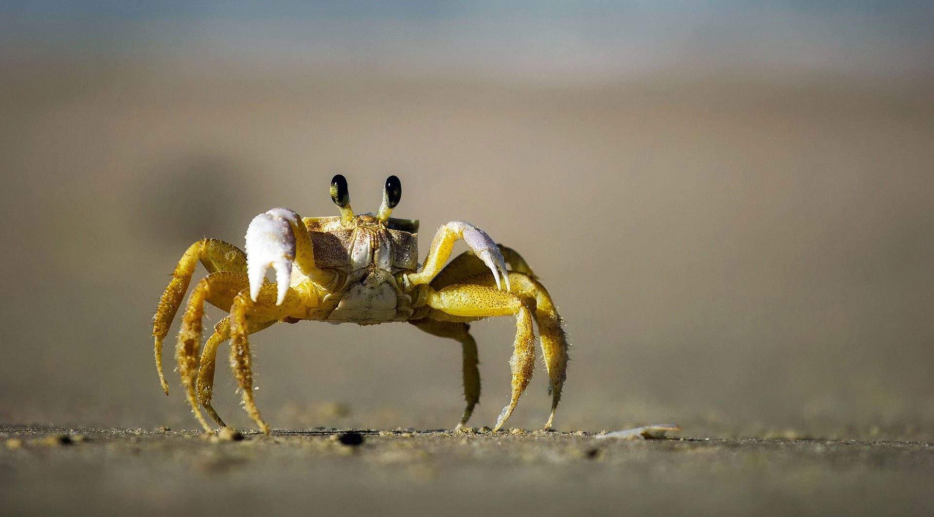 krab Foto krab