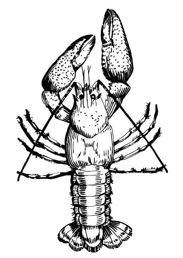 kreeft Kleurplaat kreeft