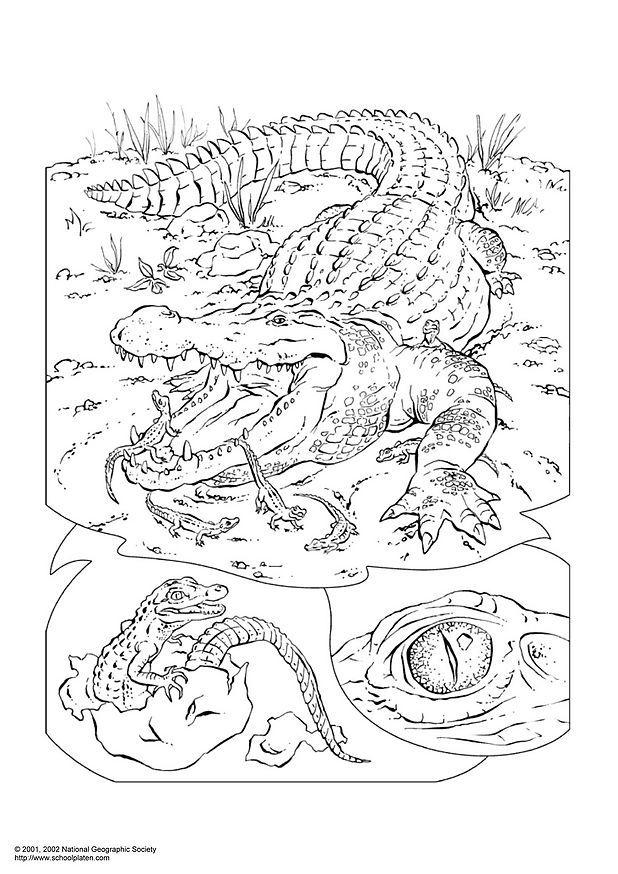 krokodil Kleurplaat krokodil