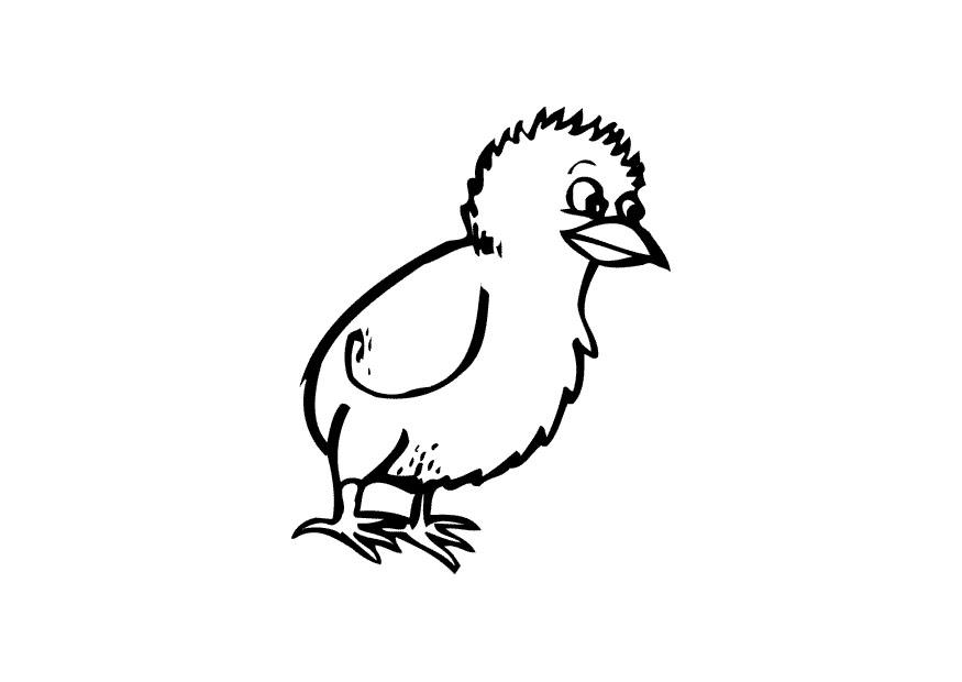 kuiken Kleurplaat kuiken