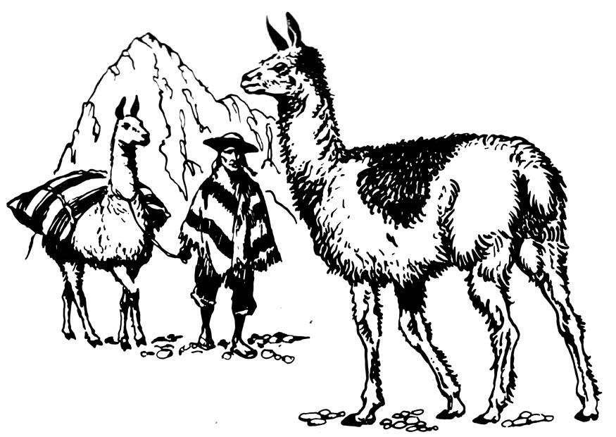 lama Kleurplaat lama