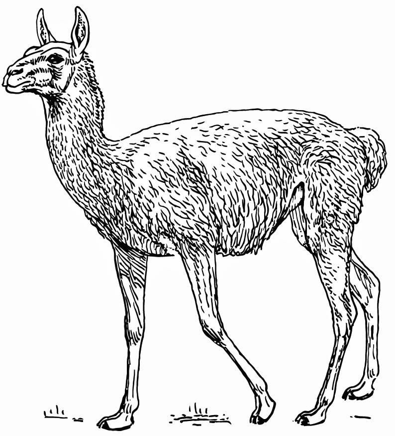lama - guanaco Kleurplaat lama - guanaco