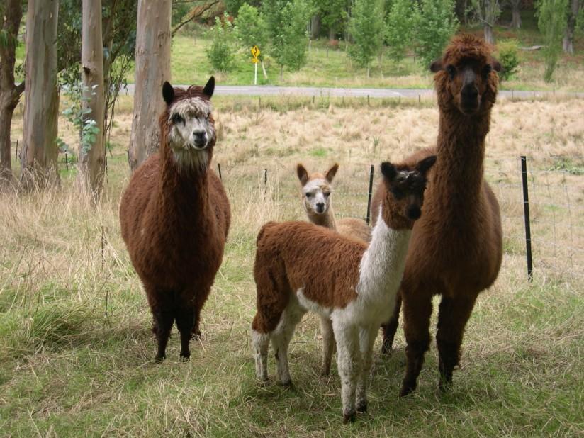 lamas Foto lamas