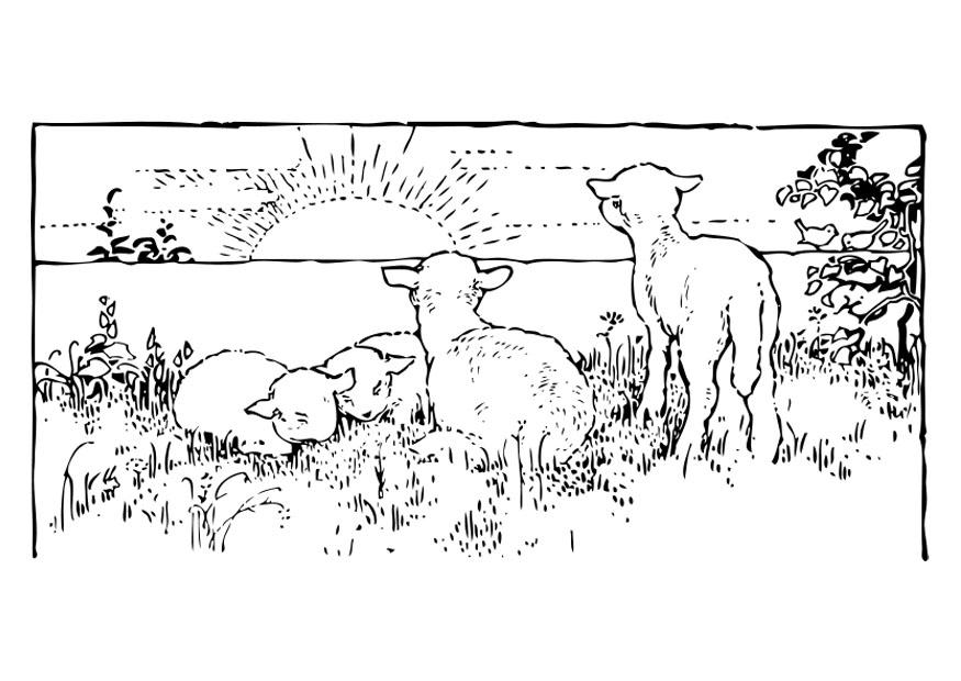 landschap met lammetjes Kleurplaat landschap met lammetjes