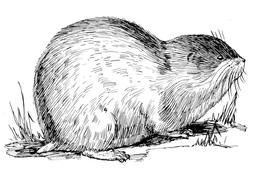 lemming Kleurplaat lemming