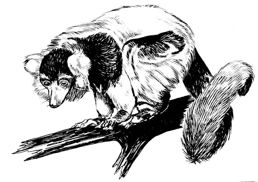 lemur Kleurplaat lemur