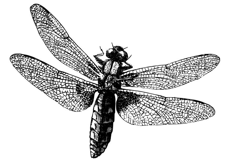 libelle Kleurplaat libelle