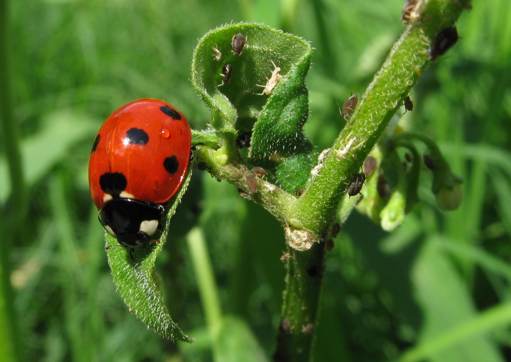 lieveheersbeestje met bladluizen Foto lieveheersbeestje met bladluizen