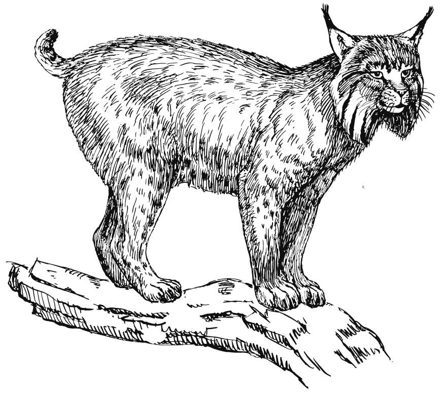 lynx Kleurplaat lynx