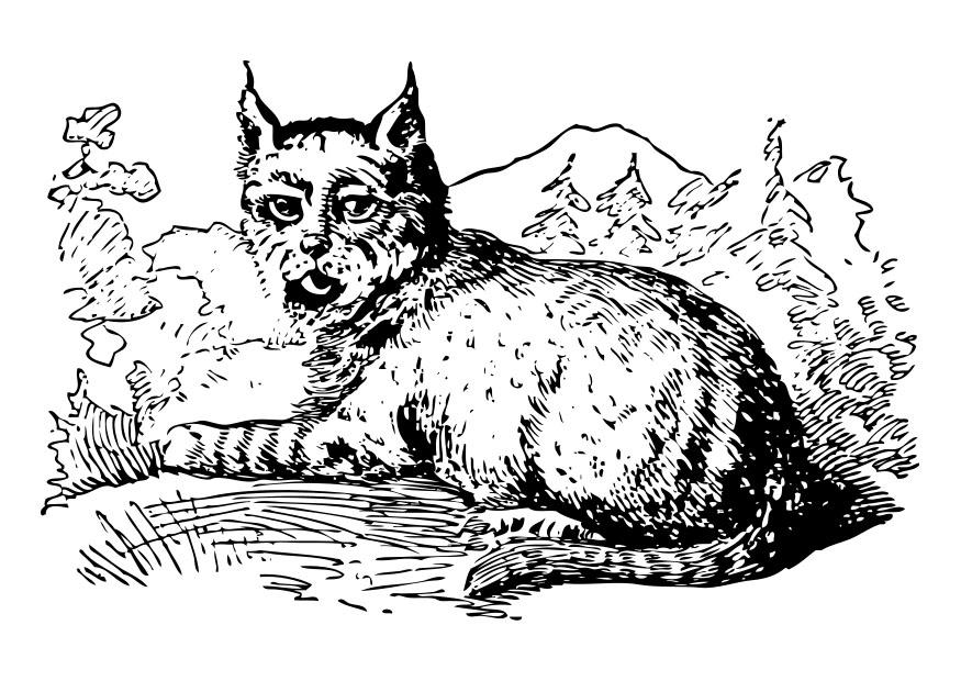 lynx Kleurplaat lynx