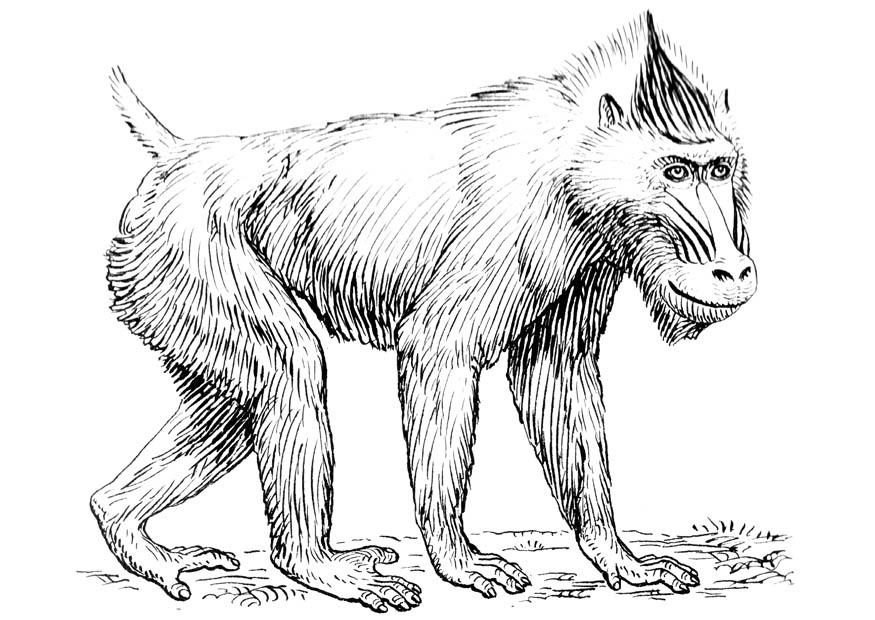 mandril aap Kleurplaat mandril aap
