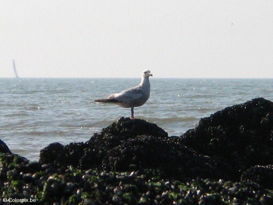 meeuw Foto meeuw