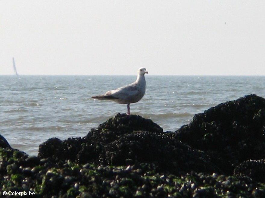 meeuw Foto meeuw