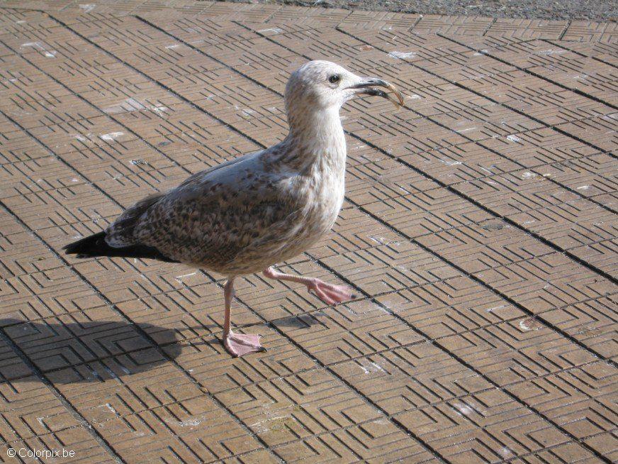 meeuw Foto meeuw