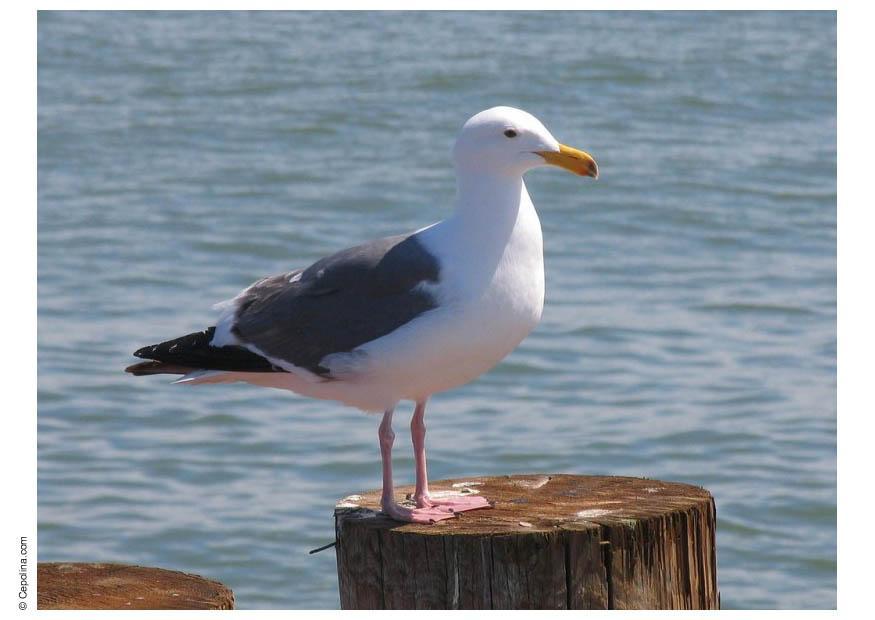 meeuw Foto meeuw