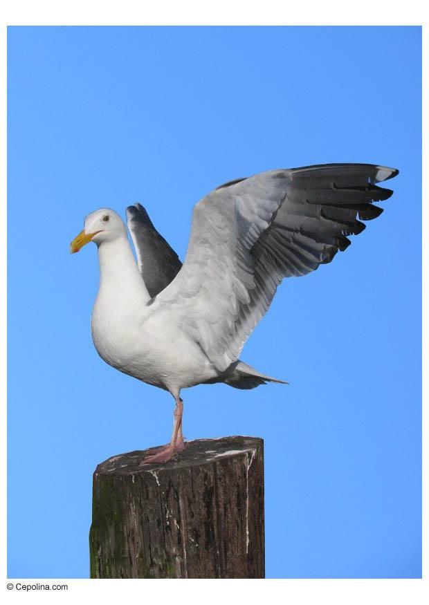meeuw op paal Foto meeuw op paal