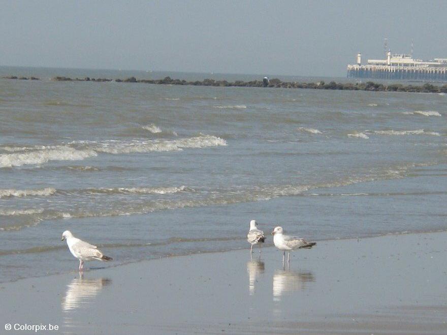 meeuwen 4 Foto meeuwen 4