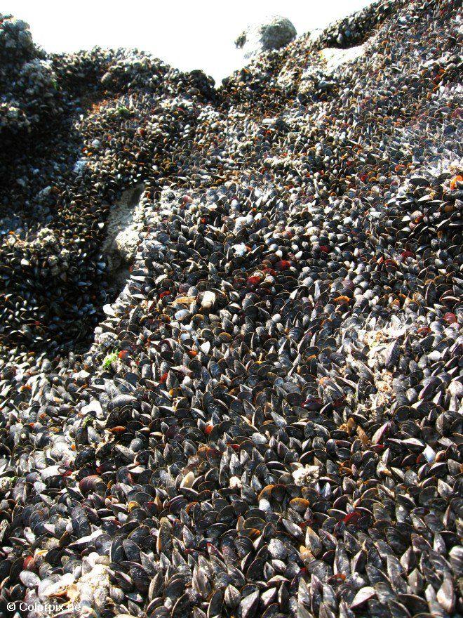 mosselen 1 Foto mosselen 1