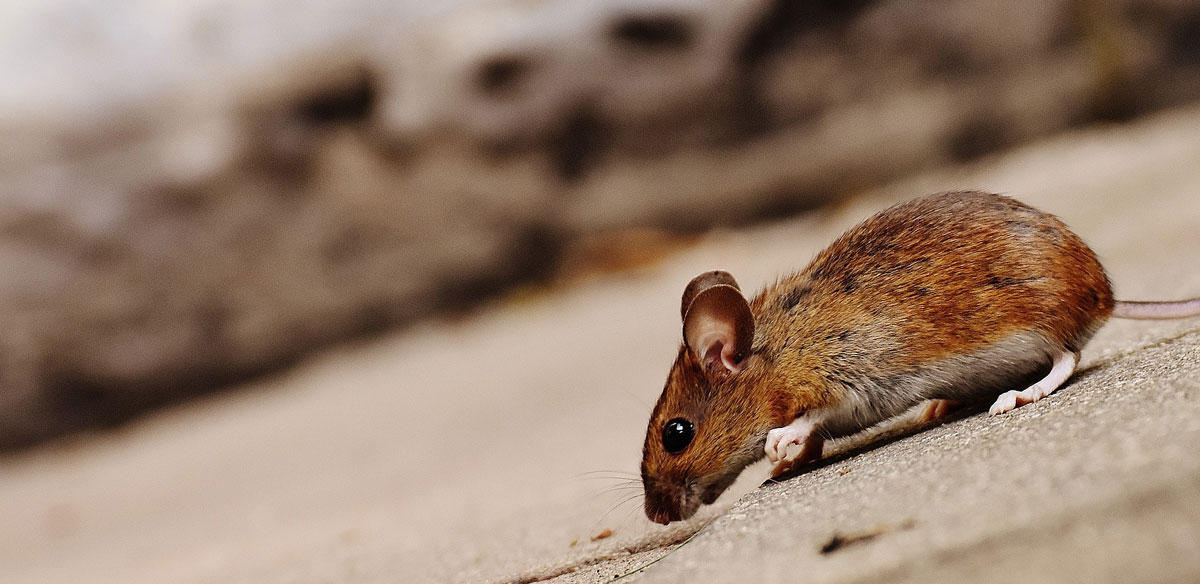 muis Foto muis