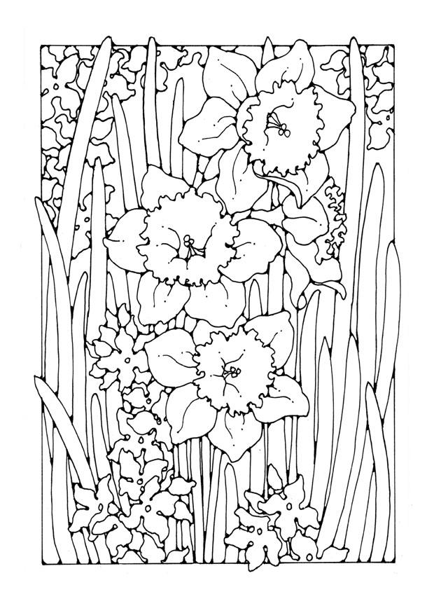 narcis Kleurplaat narcis