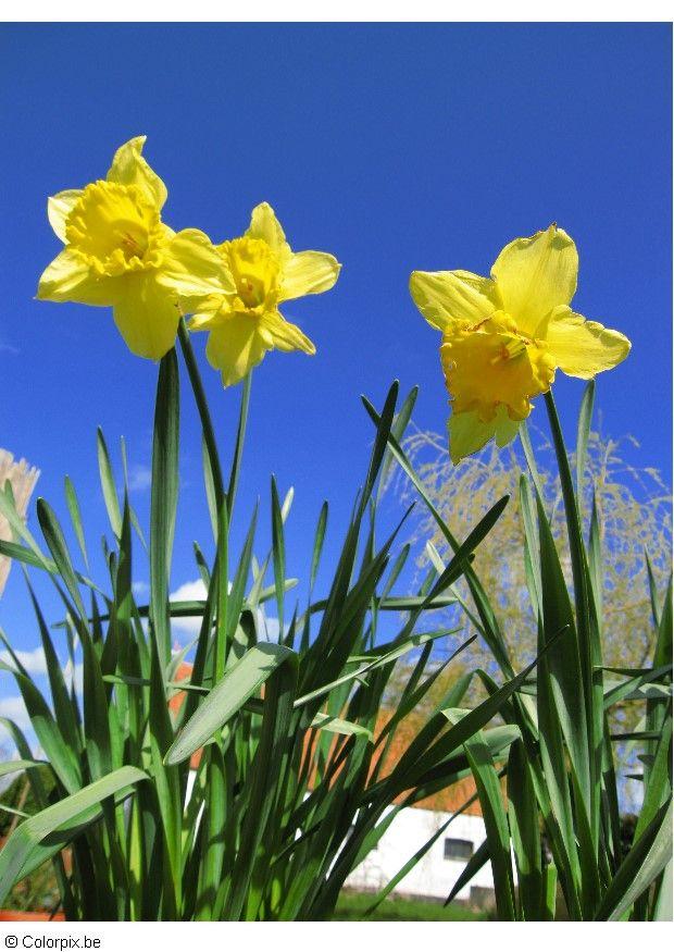 narcissen Foto narcissen