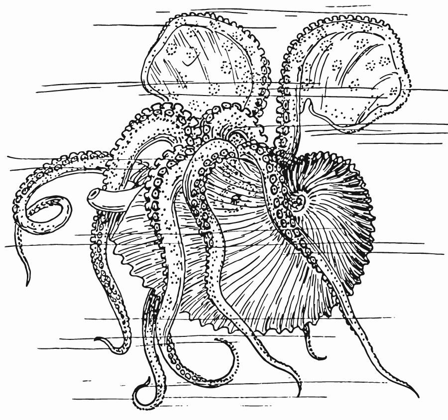 nautilus - inktvis Kleurplaat nautilus - inktvis