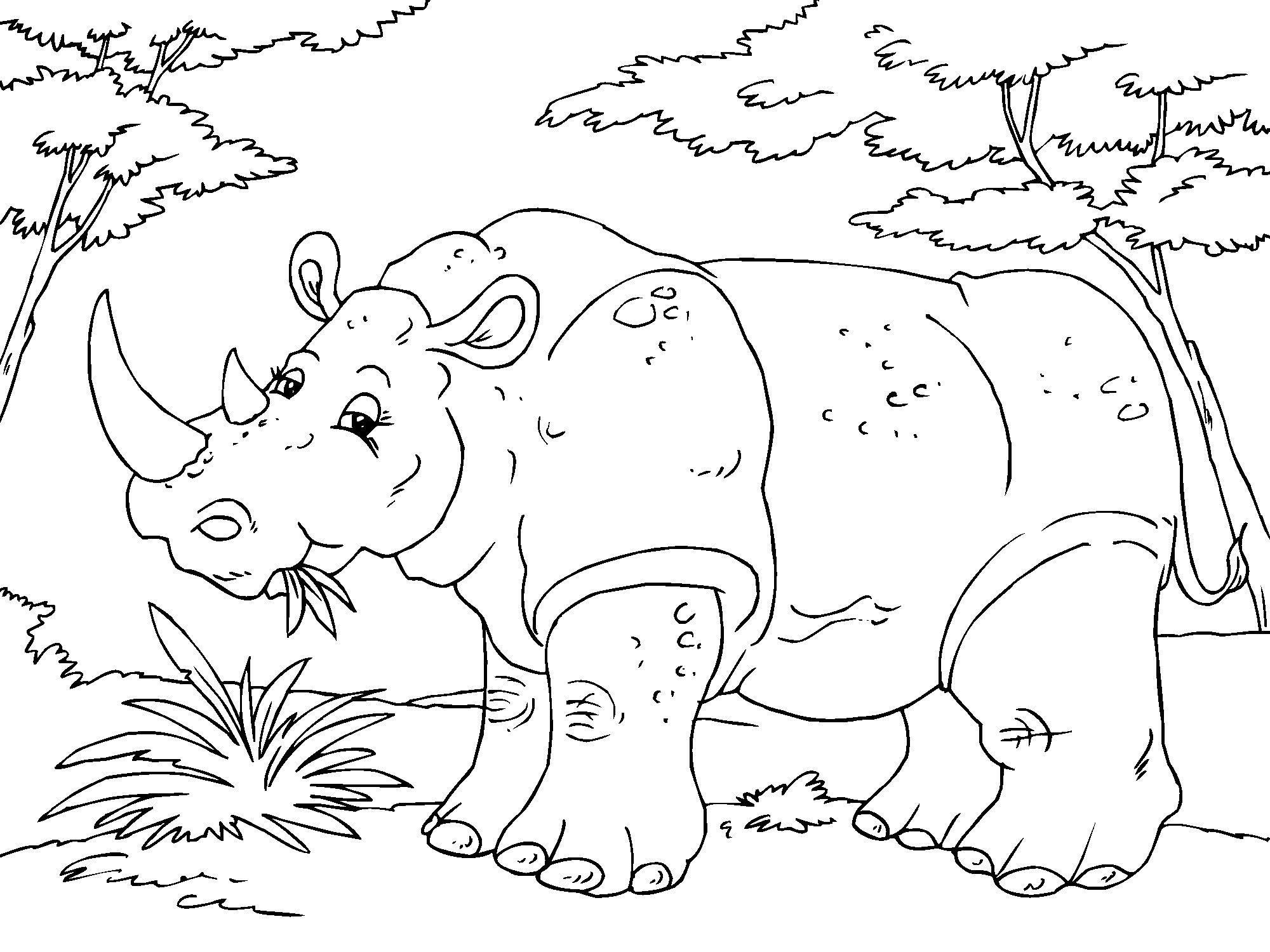 neushoorn Kleurplaat neushoorn