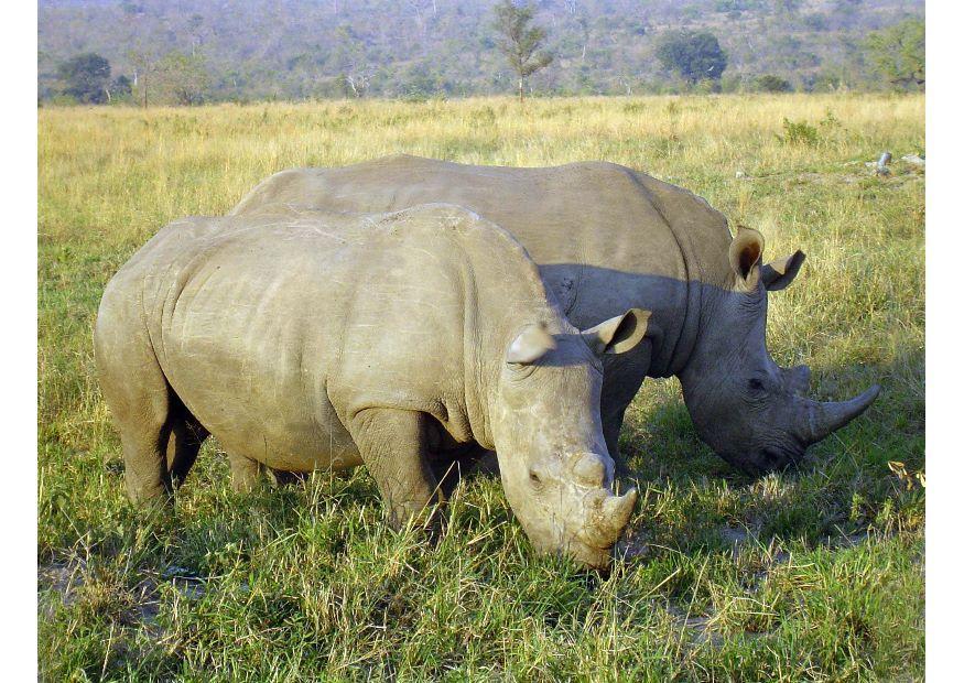 neushoorn Foto neushoorn