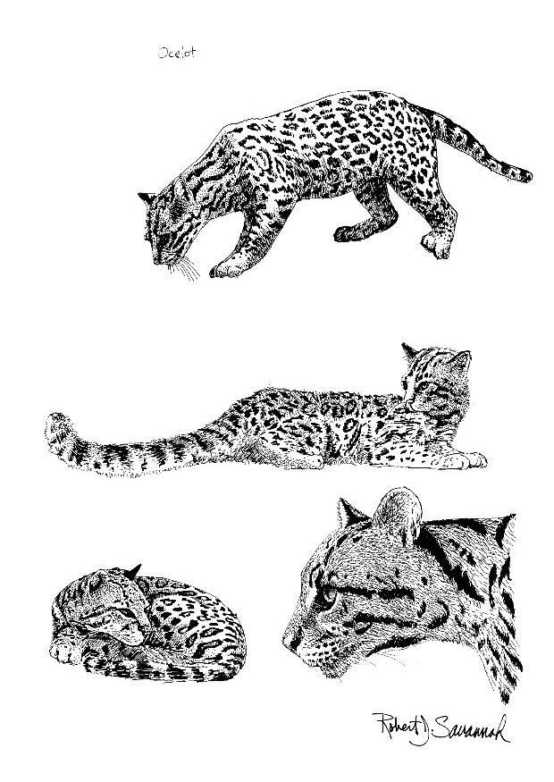 ocelot Kleurplaat ocelot