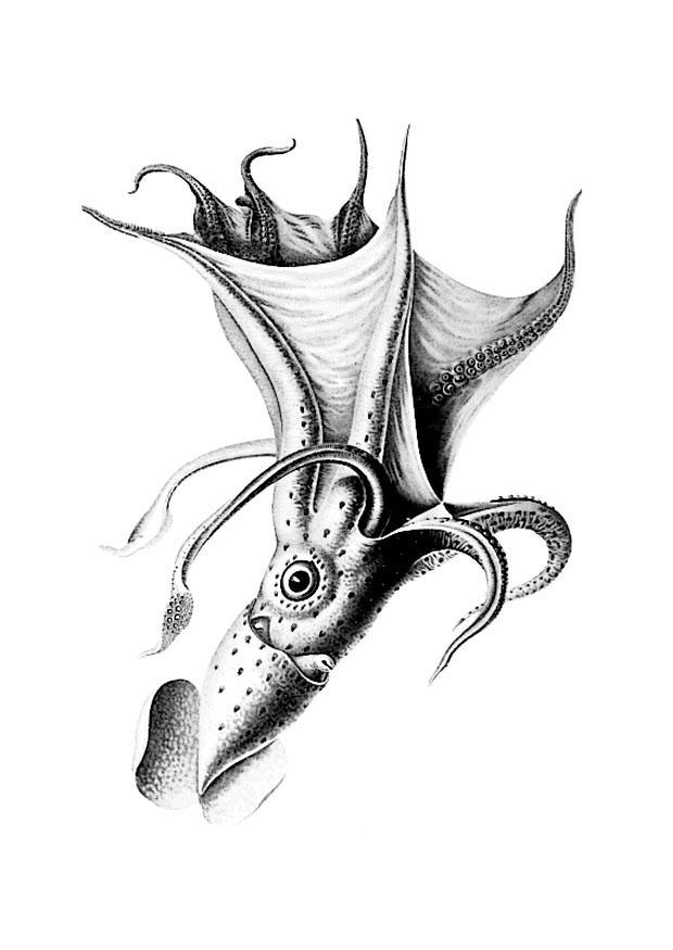 octopus Kleurplaat octopus