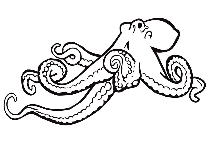 octopus Kleurplaat octopus