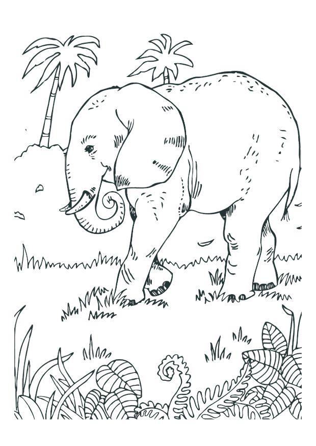 olifant Kleurplaat olifant