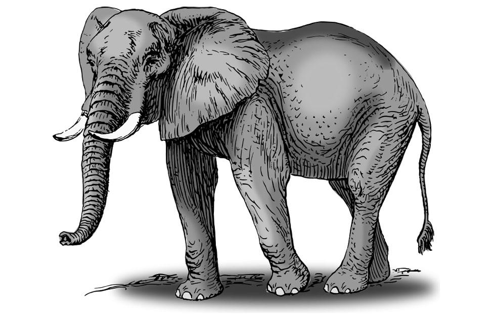olifant Afbeelding olifant