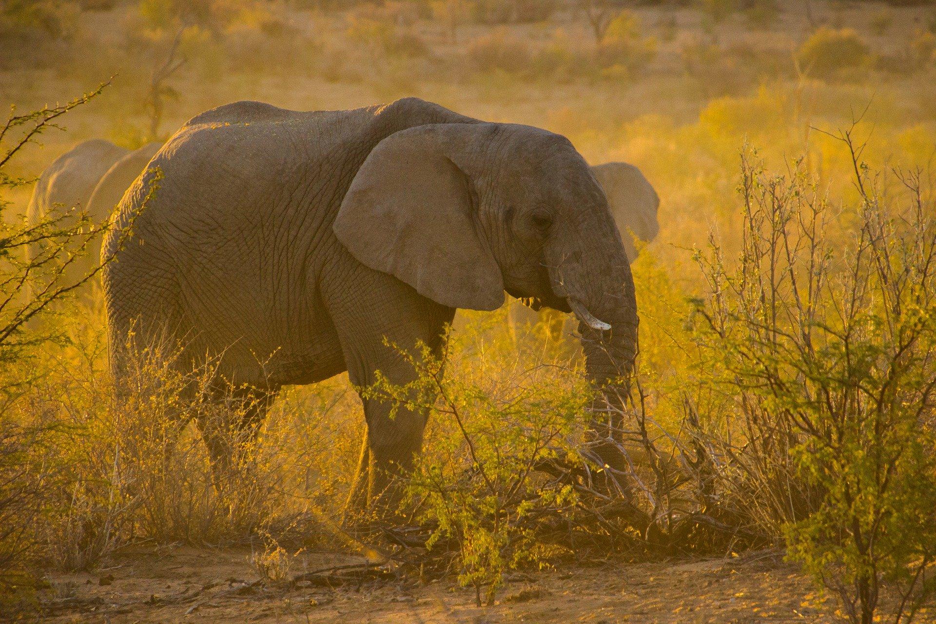 olifant Foto olifant