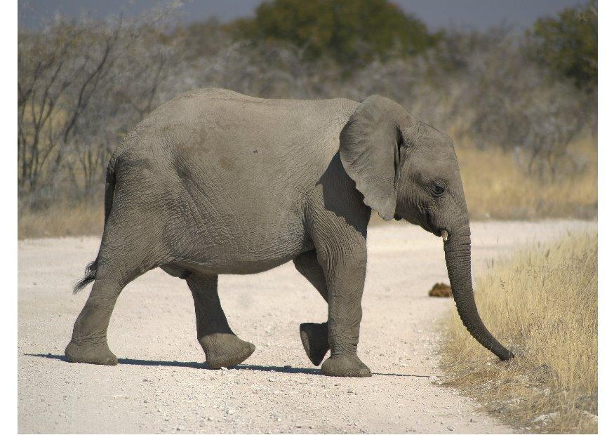 olifant Foto olifant