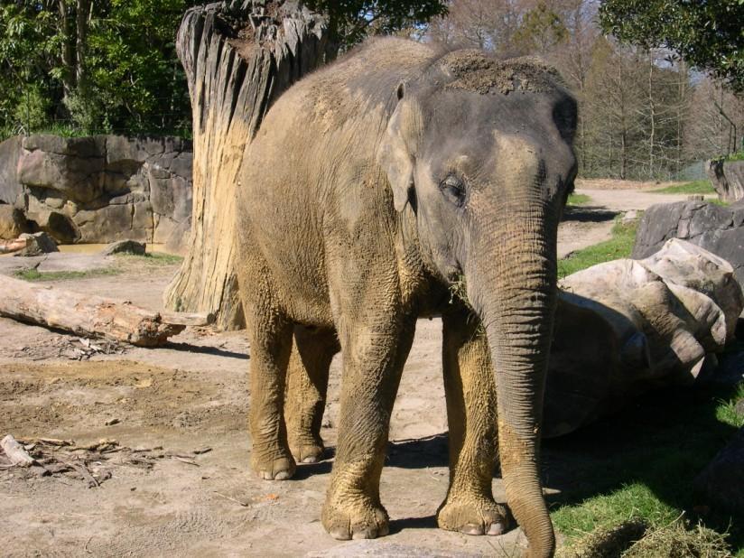 olifant Foto olifant