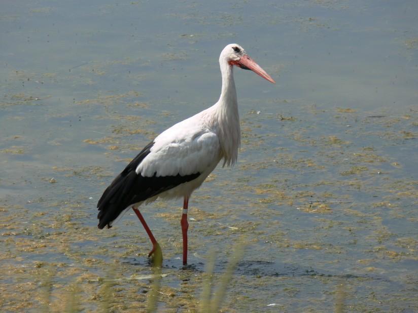 ooievaar Foto ooievaar