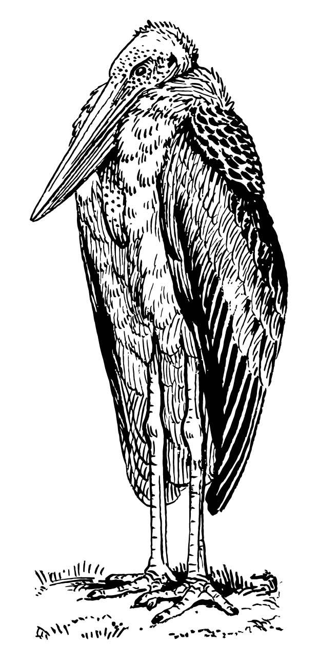 ooievaar - adjutant Kleurplaat ooievaar - adjutant