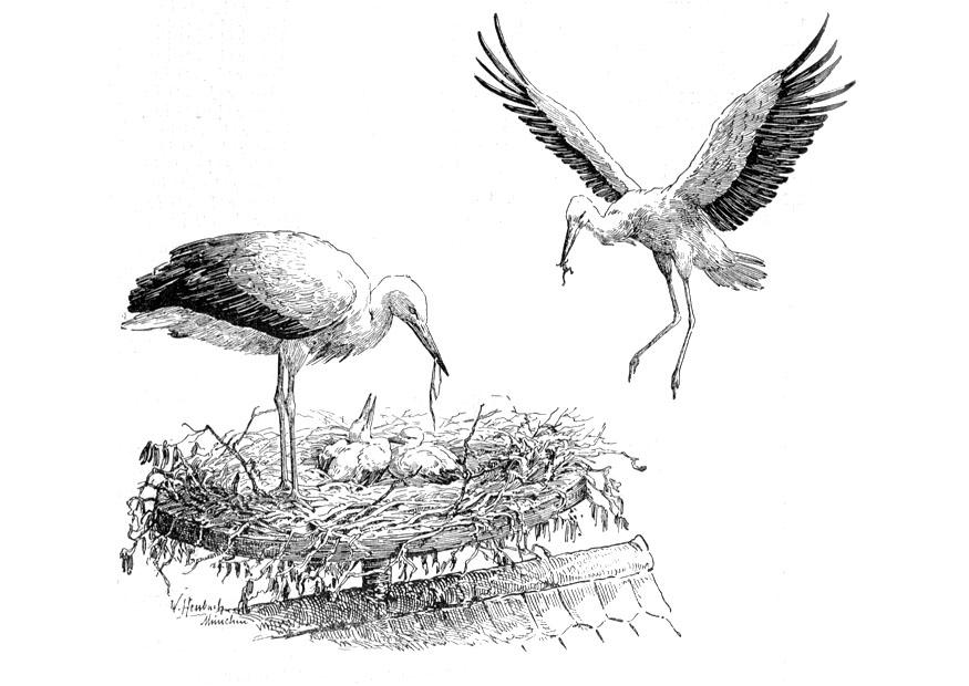 ooievaar op nest Kleurplaat ooievaar op nest