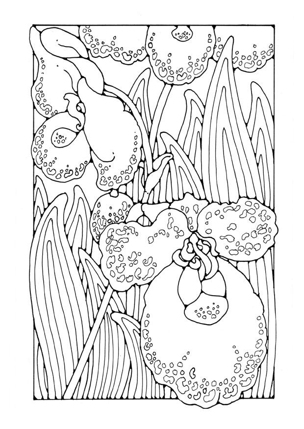 orchidee Kleurplaat orchidee