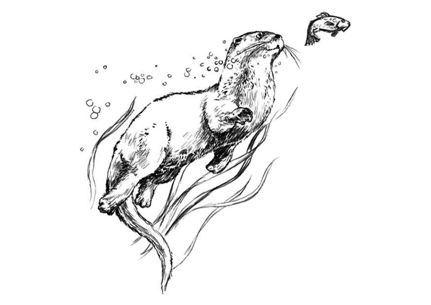 otter Kleurplaat otter