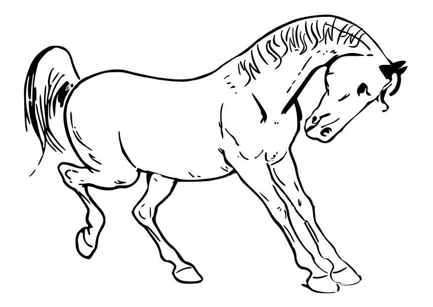 paard Kleurplaat paard