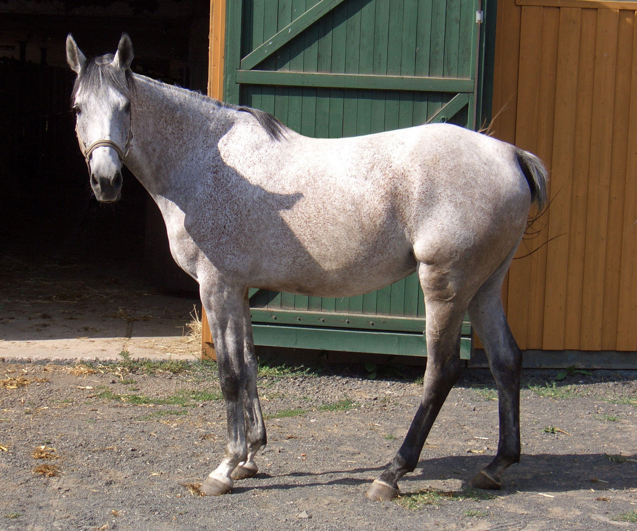 paard Foto paard