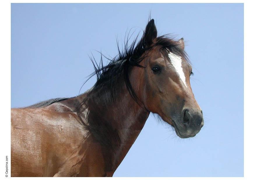 paard Foto paard
