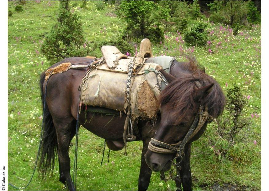 paard trekking Foto paard trekking