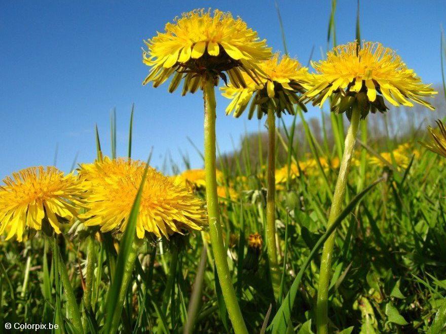 paardenbloem 10 Foto paardenbloem 10
