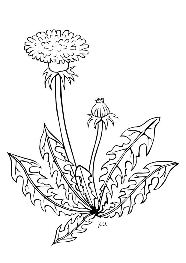 paardenbloem Kleurplaat paardenbloem