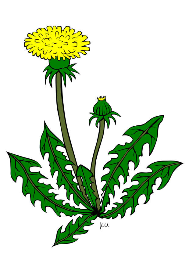 paardenbloem Afbeelding paardenbloem